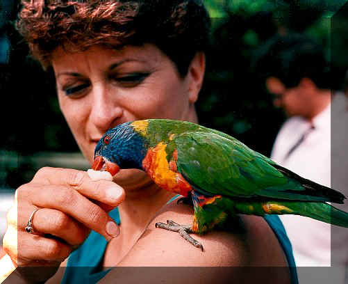 Net&Parrot.jpg (49540 bytes)