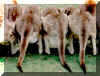 kangaroos.jpg (39165 bytes)