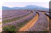 lavender.jpg (59735 bytes)