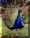 peacock.jpg (44164 bytes)