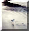 seagull.jpg (30079 bytes)
