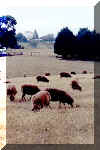sheep.jpg (11843 bytes)