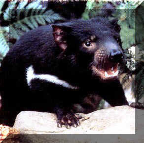 tasdevil.jpg (29670 bytes)
