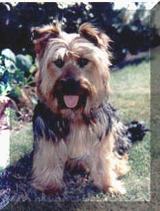 woofie.jpg (12424 bytes)